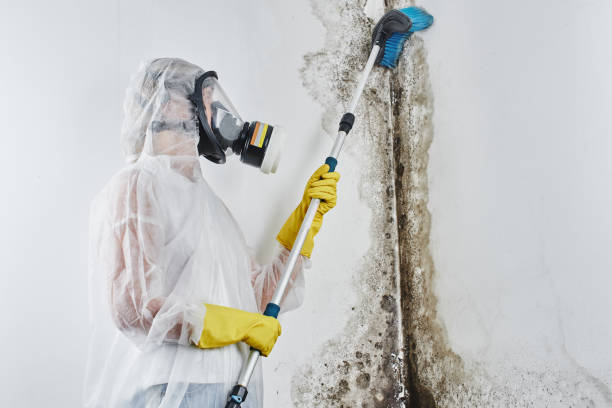 Mold Testing and Removal in Interlachen, FL